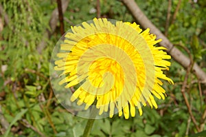 Close up photo of a Dandelion (Taraxacum Ruderalia)