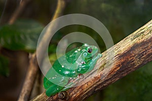 Close up photo of Dennys Tree Frog  Polypedates dennysi  - arboreal amphibian