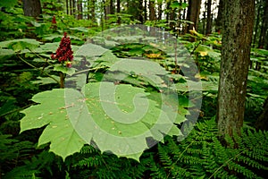 Close up photo of devil`s club Oplopanax horridus leaves and fruit in the dark rainforest