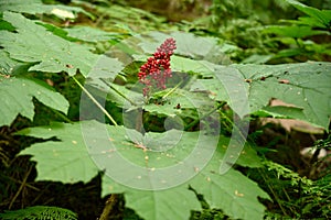 Close up photo of devil`s club Oplopanax horridus leaves and fruit in the dark rainforest