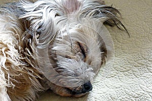 Close-up photo of a dog sleeping soundly. photo