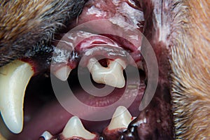 Close-up photo of a dog teeth after tartar removing and before professional brushing