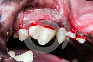 Close-up photo of a dog teeth after tartarectomy or dental scalling