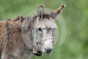 Close-up photo of a domestic donkey