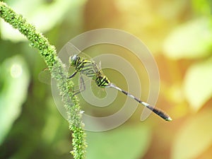 Close Up Photo of dragonfly on the blurred goldy green background