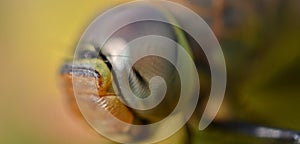 Close up photo of a dragonfly head, Tau emerald, Dragonflies, graceful predatory insects