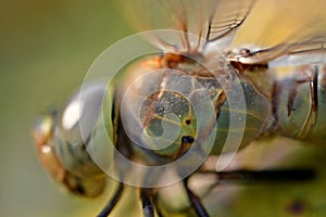 Close up photo of a dragonfly`s chest, Tau emerald, Dragonflies, graceful predatory insects