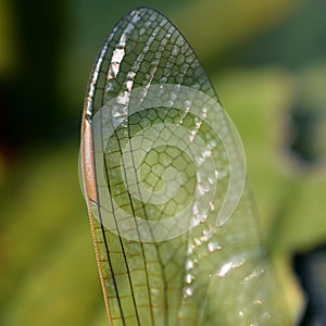 Close up photo of a dragonfly wing, Tau emerald, Dragonflies, graceful predatory insects