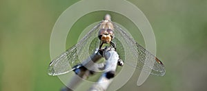 Close up photo of a dragonfly wing, Tau emerald, Dragonflies, graceful predatory insects