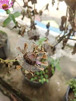Close up photo of a dried Peruvian zinnia flower. Selective focus