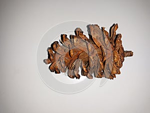 close up photo of a dried pine