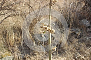 Close-up photo of dried plant in autumn