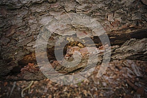 Close up photo of dry cork on the tree trunk