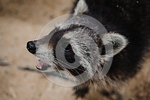 Close-up photo of eating Raccoon