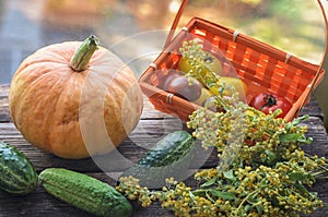 Fresh harvest of red and yellow tomatoes in a wicker basket on an old wooden table