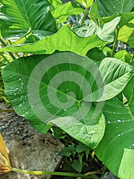 Close-up photo of elephant ear leaves with water drops in the garden