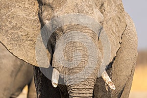 a close up photo of a elephant with its face turned