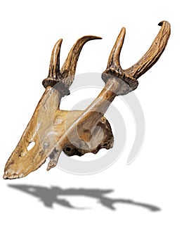 Close up photo of elk antlers. Isolated on white