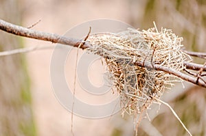 a close - up photo of an empty nest on a branch