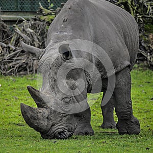 A close up photo of an endangered rhino