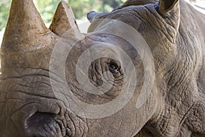 A close up photo of an endangered rhino, rhinoceros face,horn and eye.