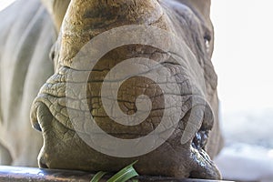 A close up photo of an endangered rhino, rhinoceros face,horn and eye.
