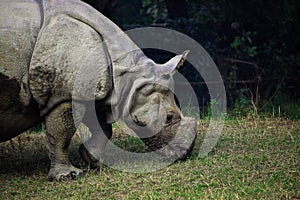 A close up photo of an endangered white rhino