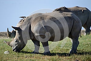 A close up photo of an endangered white rhino / rhinoceros face,horn and eye. South Africa