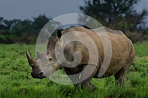 A close up photo of an endangered white rhino / rhinoceros face,horn and eye. South Africa