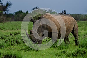 A close up photo of an endangered white rhino / rhinoceros face,horn and eye. South Africa