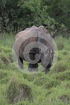 A close up photo of an endangered white rhino / rhinoceros face,horn and eye. South Africa