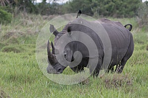 A close up photo of an endangered white rhino / rhinoceros face,horn and eye. South Africa