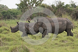 A close up photo of an endangered white rhino / rhinoceros face,horn and eye. South Africa