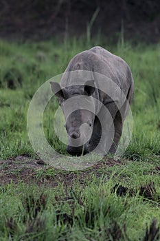 A close up photo of an endangered white rhino / rhinoceros face,horn and eye. South Africa