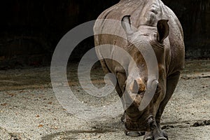 A close up photo of an endangered white rhino, rhinoceros face,horn and eye. South Africa