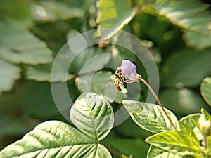 Close up photo of episyrphus balteatus or bee on the purple flower in the garden
