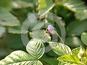Close up photo of episyrphus balteatus or bee on the purple flower with green leaves in the garden