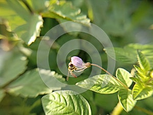 Close up photo of episyrphus balteatus or bee on the purple flower with green leaves in the garden