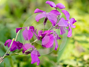 Close up photo of Erysinum cheiri Cheiranthus  wallflower