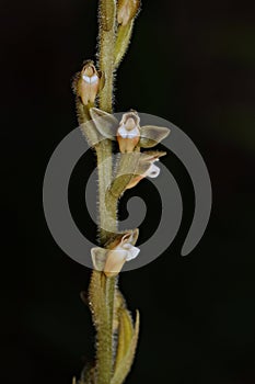 Close up photo of Erythrodes, terrestrial orchid with black background from new guinea