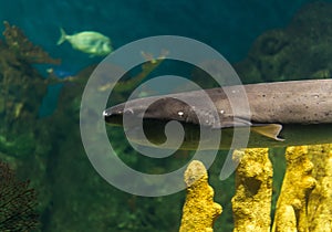 Close up photo of exotic wildlife underwater shark in sea and ocean world.