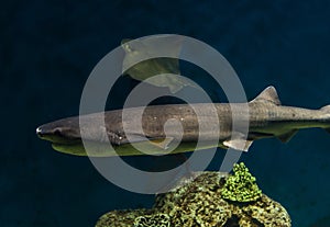 Close up photo of exotic wildlife underwater shark in sea and ocean world.