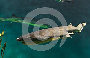 Close up photo of exotic wildlife underwater shark in sea and ocean world.