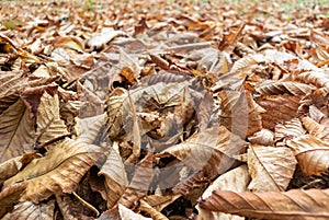 Close-up photo of fallen dry leaves on the ground. Slightly out of focus frame to use as background