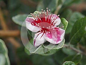 Close up photo of a feijoa flower