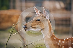 Close up photo of female Emale of a sika deer