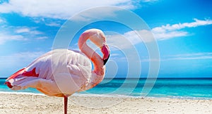 Close up photo of flamingo standing on the beach. There is clear sea and blue sky in the background. It is situated in Cuba,