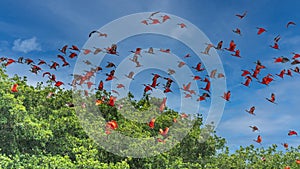 Close up photo of flock beutiful bright red birds Scarlet Ibis Eudocimus ruber returning to overnight in evening light, dark green