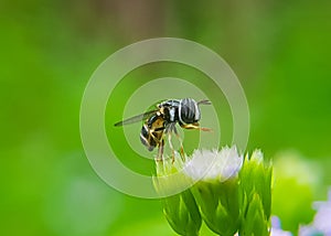 close up photo of flower fly, macro photo of Hoverfly