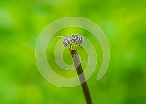 close up photo of flower fly, macro photo of Hoverfly